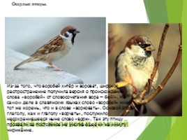 Животные Курска и Курской области, слайд 28