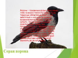 Животные Курска и Курской области, слайд 30