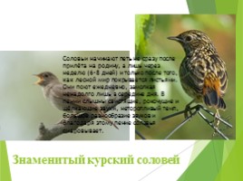 Животные Курска и Курской области, слайд 35