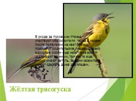 Животные Курска и Курской области, слайд 39