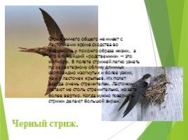 Животные Курска и Курской области, слайд 43
