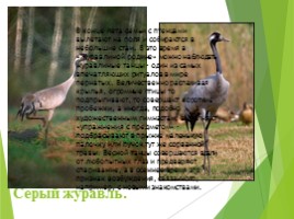 Животные Курска и Курской области, слайд 47
