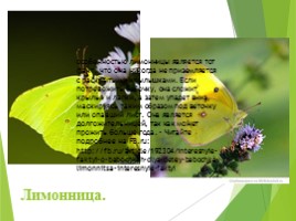 Животные Курска и Курской области, слайд 59