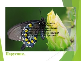 Животные Курска и Курской области, слайд 62