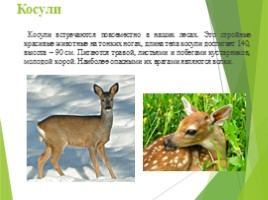 Животные Курска и Курской области, слайд 7