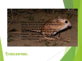 Животные Курска и Курской области, слайд 74