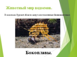 Животные Курска и Курской области, слайд 76