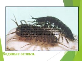 Животные Курска и Курской области, слайд 79