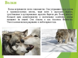 Животные Курска и Курской области, слайд 8