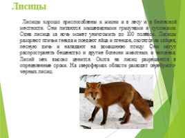 Животные Курска и Курской области, слайд 9