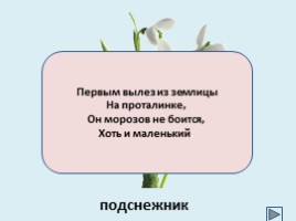 Цветы и бизнес, слайд 14