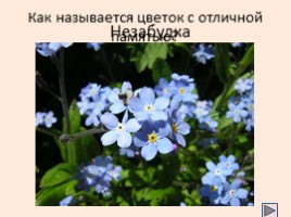 Цветы и бизнес, слайд 23