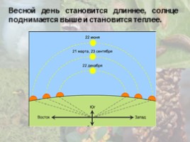 Для чего нужен свет растениям и животным, слайд 5