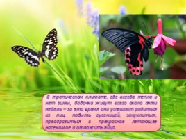 Бабочки - их строение и периоды жизни, слайд 10