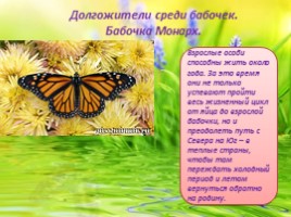 Бабочки - их строение и периоды жизни, слайд 11