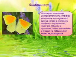 Бабочки - их строение и периоды жизни, слайд 12