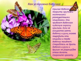 Бабочки - их строение и периоды жизни, слайд 2