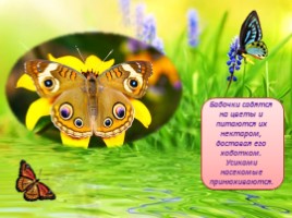Бабочки - их строение и периоды жизни, слайд 3