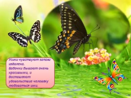 Бабочки - их строение и периоды жизни, слайд 4