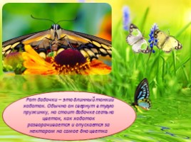 Бабочки - их строение и периоды жизни, слайд 5
