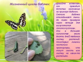 Бабочки - их строение и периоды жизни, слайд 6