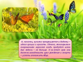 Бабочки - их строение и периоды жизни, слайд 8