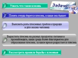 Исследовательская работа по биологии «Плесневые грибы загадка природы», слайд 4