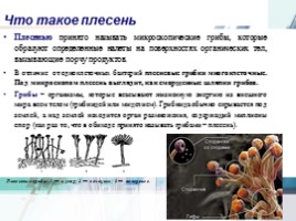 Исследовательская работа по биологии «Плесневые грибы загадка природы», слайд 5