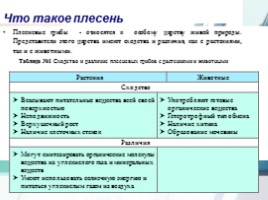 Исследовательская работа по биологии «Плесневые грибы загадка природы», слайд 6