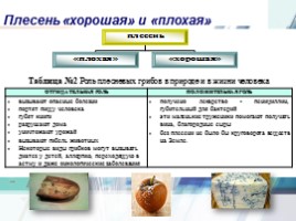 Исследовательская работа по биологии «Плесневые грибы загадка природы», слайд 8