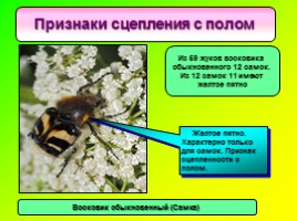 Исследовательская работа «Изучение изменчивости восковика обыкновенного и его биологии», слайд 14