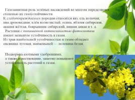 Влияние зелёных насаждений на окружающую среду Нижегородской области, слайд 11