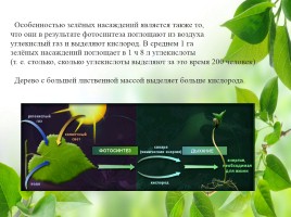 Влияние зелёных насаждений на окружающую среду Нижегородской области, слайд 12
