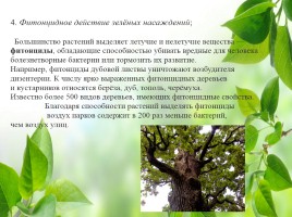 Влияние зелёных насаждений на окружающую среду Нижегородской области, слайд 16