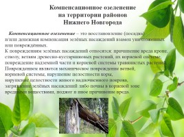 Влияние зелёных насаждений на окружающую среду Нижегородской области, слайд 35