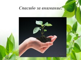 Влияние зелёных насаждений на окружающую среду Нижегородской области, слайд 48