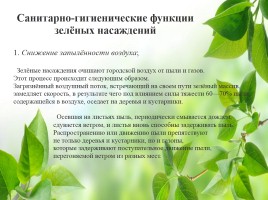 Влияние зелёных насаждений на окружающую среду Нижегородской области, слайд 8