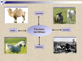 Кочевое скотоводство – источник жизнедеятельности, слайд 4