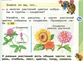 Окружающий мир 1 класс «Что общего у разных растений?», слайд 12