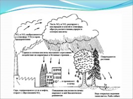 Анализ и оценка последствий деятельности человека в наземно-воздушной экосистеме, слайд 6