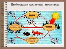 Биогеоценозы - Экосистемы (строение и свойства), слайд 7