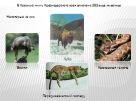 Животный мир Краснодарского края, слайд 6