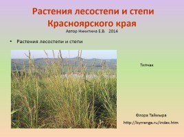 Растения лесостепи и степи Красноярского края, слайд 1