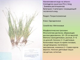 Растения лесостепи и степи Красноярского края, слайд 10