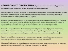 Растения лесостепи и степи Красноярского края, слайд 13