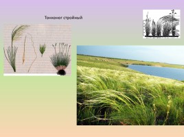Растения лесостепи и степи Красноярского края, слайд 2