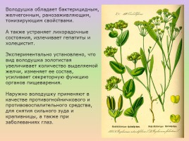 Растения лесостепи и степи Красноярского края, слайд 21