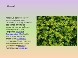 Растения лесостепи и степи Красноярского края, слайд 24