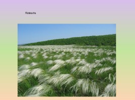 Растения лесостепи и степи Красноярского края, слайд 6