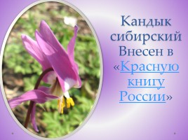 Редкие растения Красноярского края, слайд 10
